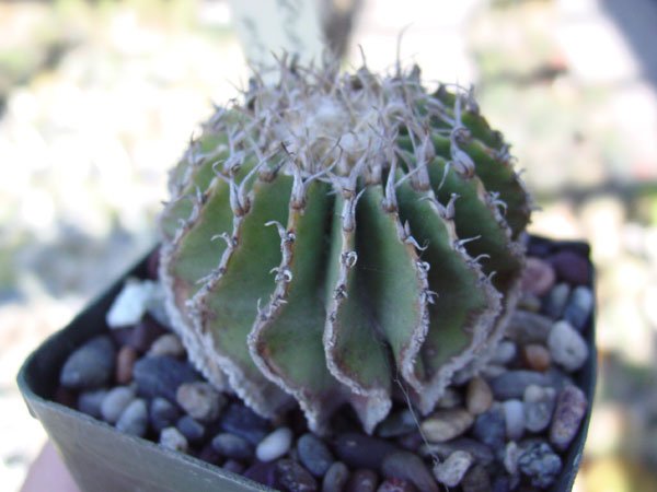 Geohintonia_mexicana_1